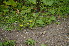 Taraxacum officinale